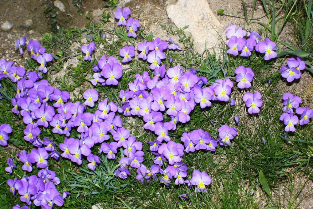 Viola calcarata